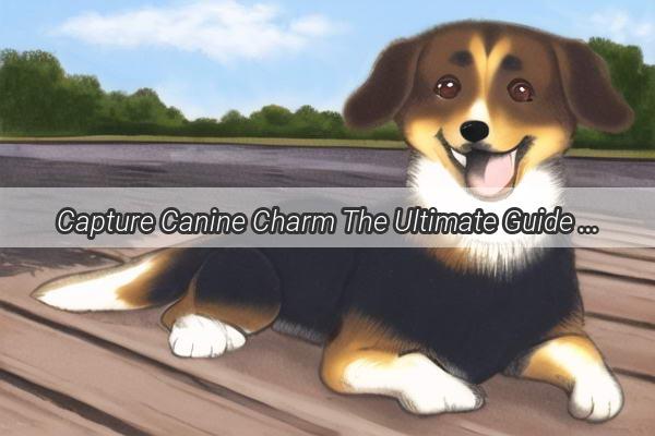 Capture Canine Charm The Ultimate Guide to Pawsome Pet Photography